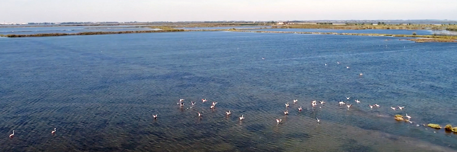 Parco regionale Veneto Delta Po